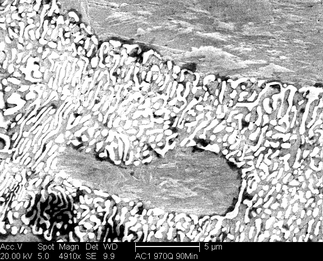 /static/micrographs/micrograph928.png