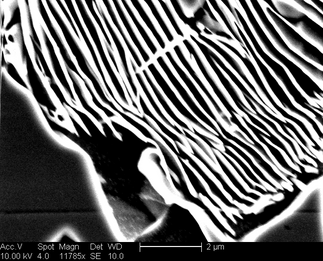 /static/micrographs/micrograph953.png