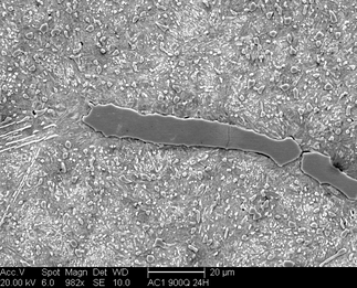 /static/micrographs/micrograph970.png