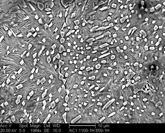 /static/micrographs/micrograph997.png